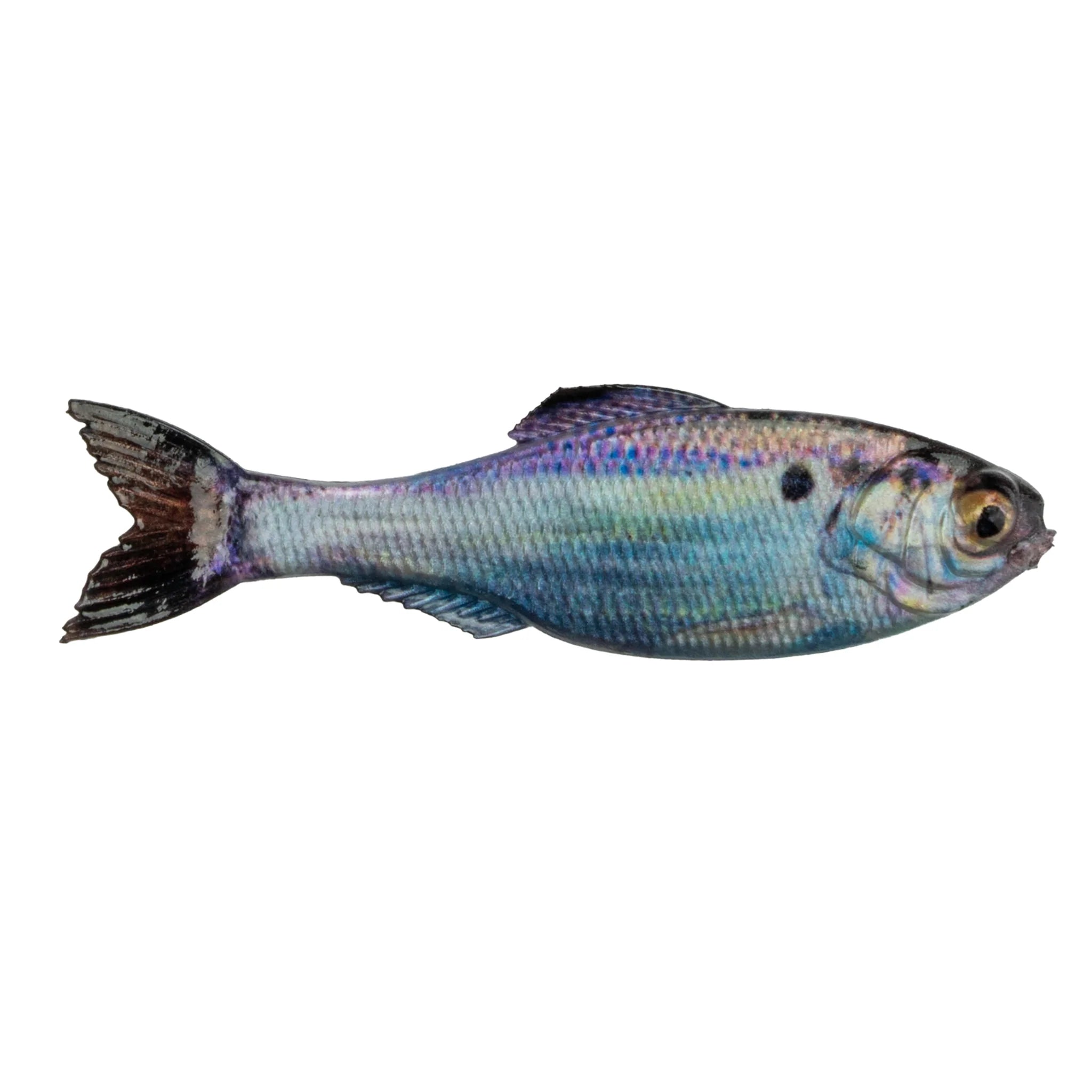 Live Gizzard Shad